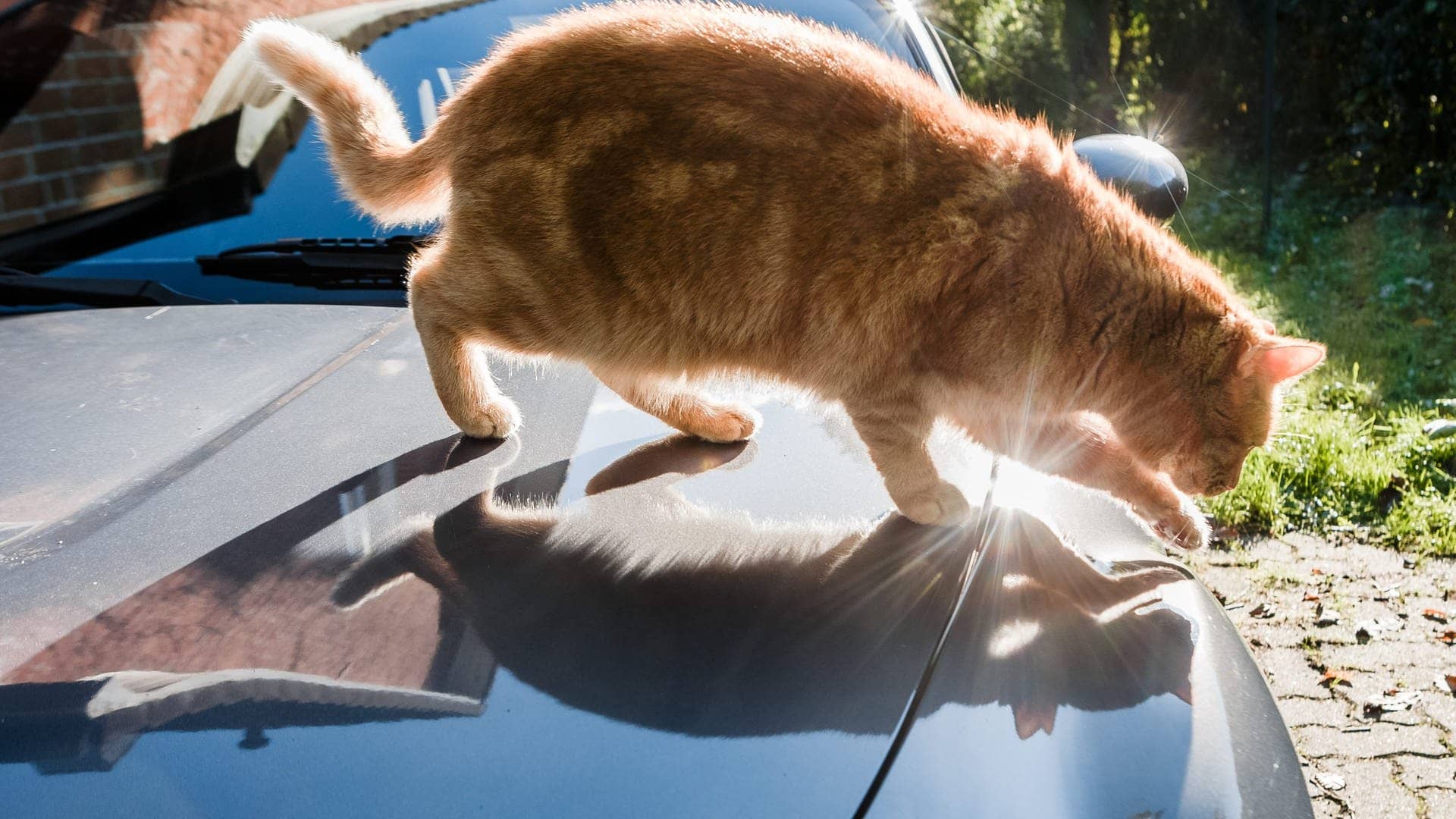 Katzen vertreiben: Was wirklich gegen die Nachbarskatze hilft!