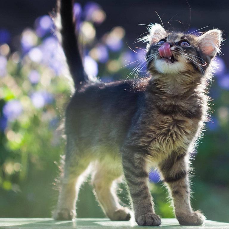 Katze im Garten schaut in die Luft (Foto: IMAGO, IMAGO / Panthermedia)
