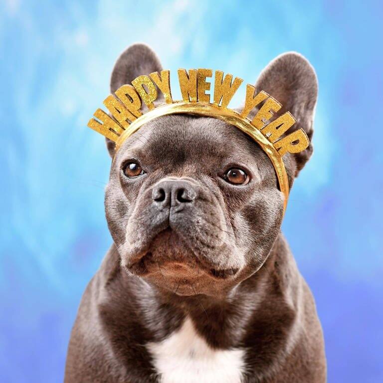 Hund mit einem "Happy New Year"-Reif (Foto: IMAGO, IMAGO / imagebroker)