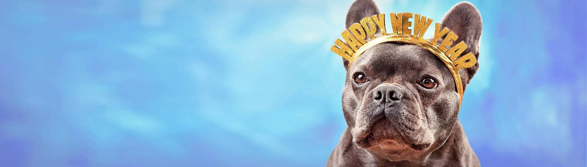 Hund mit einem "Happy New Year"-Reif (Foto: IMAGO, IMAGO / imagebroker)