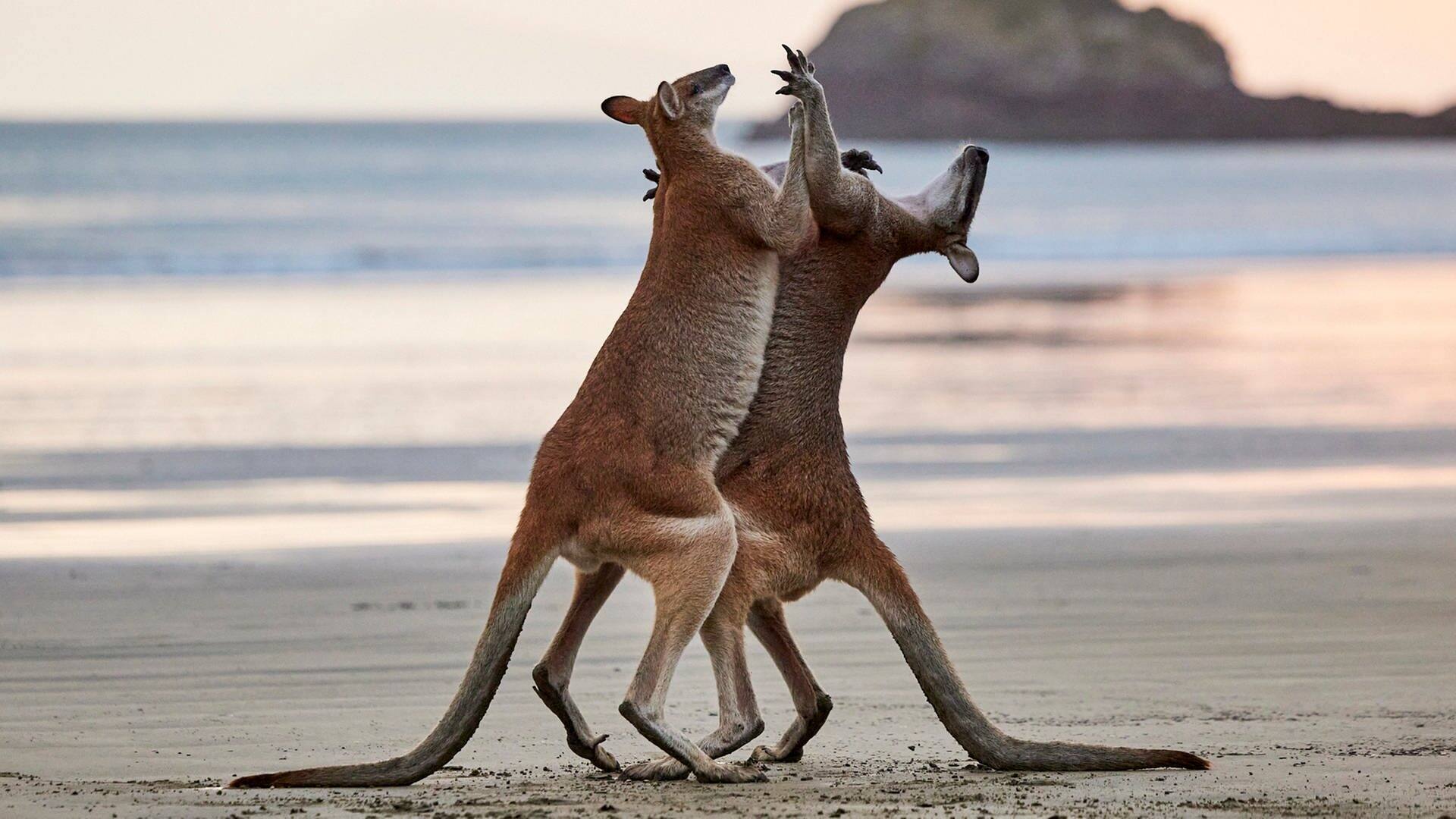 Zwei Kängurus kämpfen. (Foto: © Wayne Sorensen / Comedy Wildlife Photography)