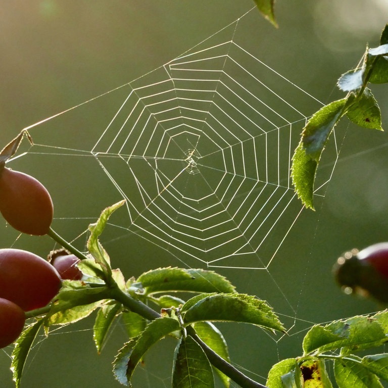 Ein Spinnennetz zwischen den Zweigen einer Hagebutte-Pflanze (Foto: picture-alliance / Reportdienste, picture alliance / Photoshot | -)