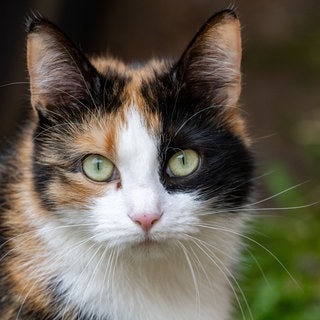 Ein 45-Jähriger hat in Diez offenbar die Katze seiner Freundin gesucht. Am Ende landete er im Gefängnis.