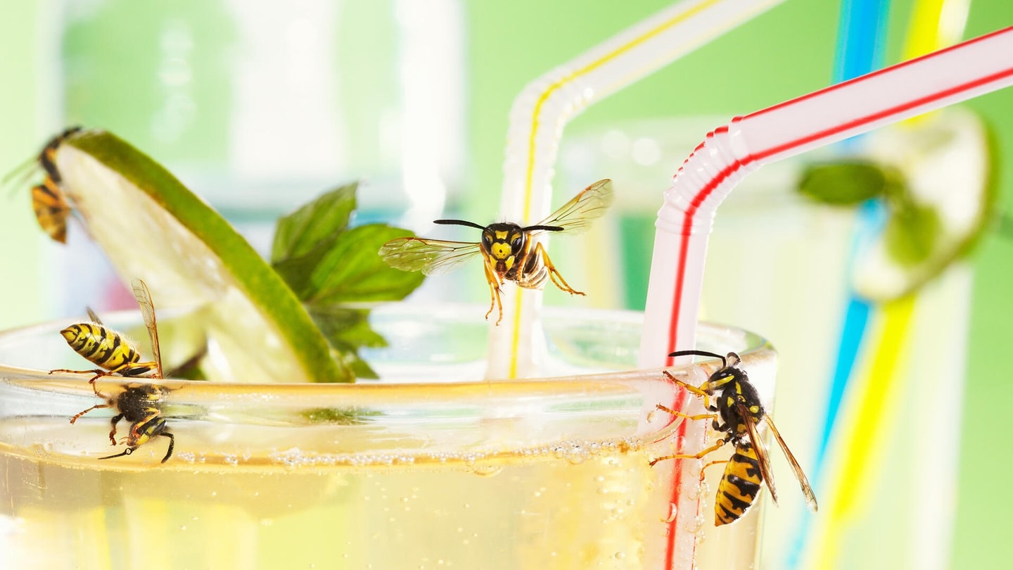 Wespen im Sommer-Drink (Foto: Adobe Stock/Ingo Bartussek)