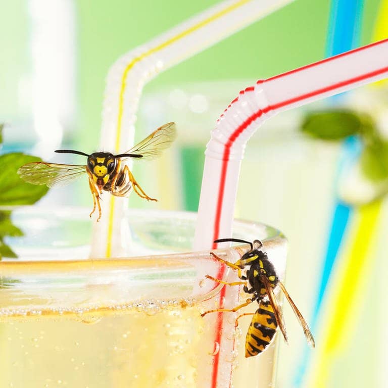 Wespen im Sommer-Drink