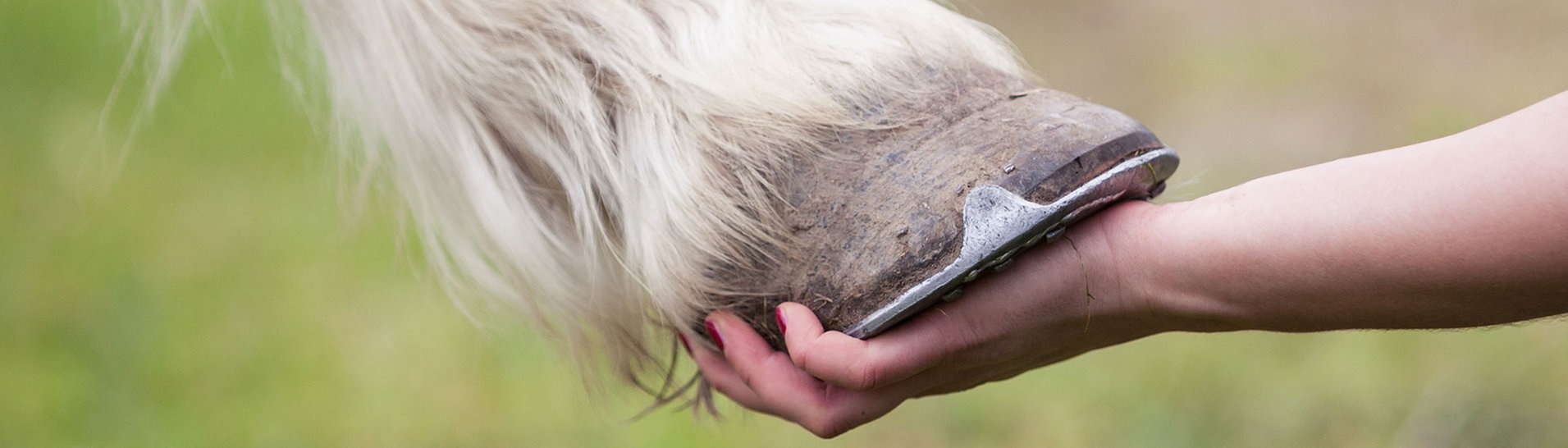 Pferd gibt Hufe einer Hand  (Foto: Photocase / emanoo)
