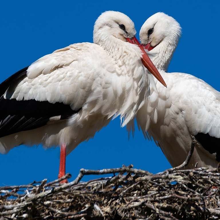 Storchenpaar auf einem Nest (Foto: AdobeStock / Alexander von Düren)