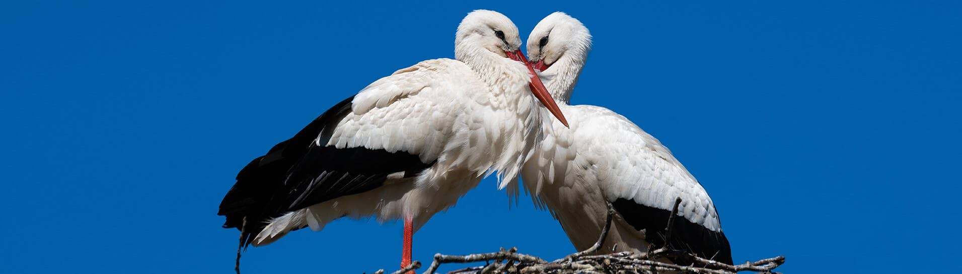 Storchenpaar auf einem Nest (Foto: AdobeStock / Alexander von Düren)