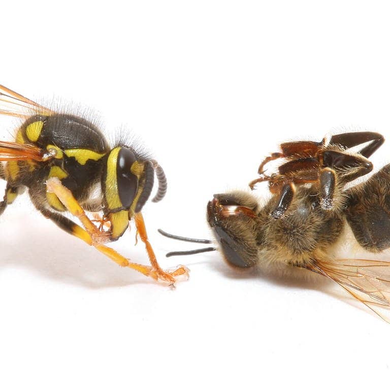 Lebendige Wespe gegen tote Biene (Foto: AdobeStock / bota horatiu)