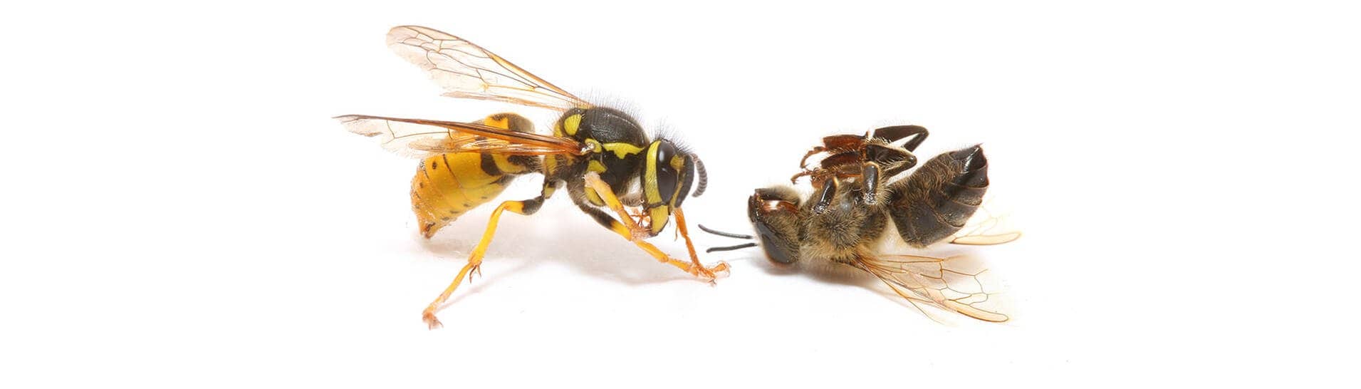 Lebendige Wespe gegen tote Biene (Foto: AdobeStock / bota horatiu)