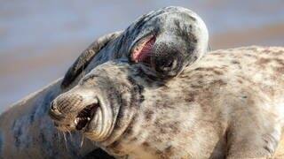 Zwei schmusende Robben scheinen zu lachen (Foto: Adobe Stock / Ian Dyball)