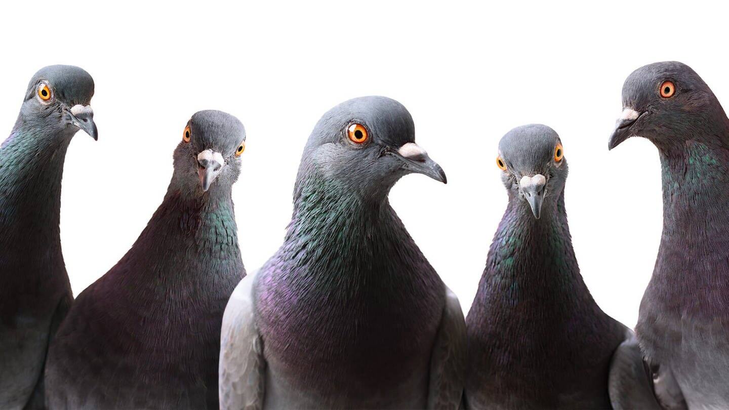 Fünf Tauben (Foto: Fotolia © gallinago_media)