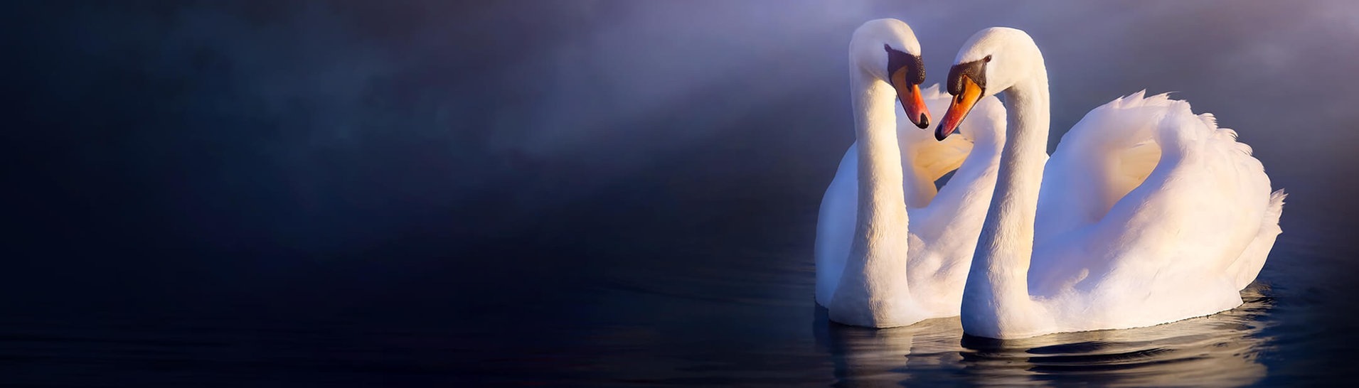Zwei Höckerschwäne auf dem Wasser (Foto: AdobeStock Konstiantyn)