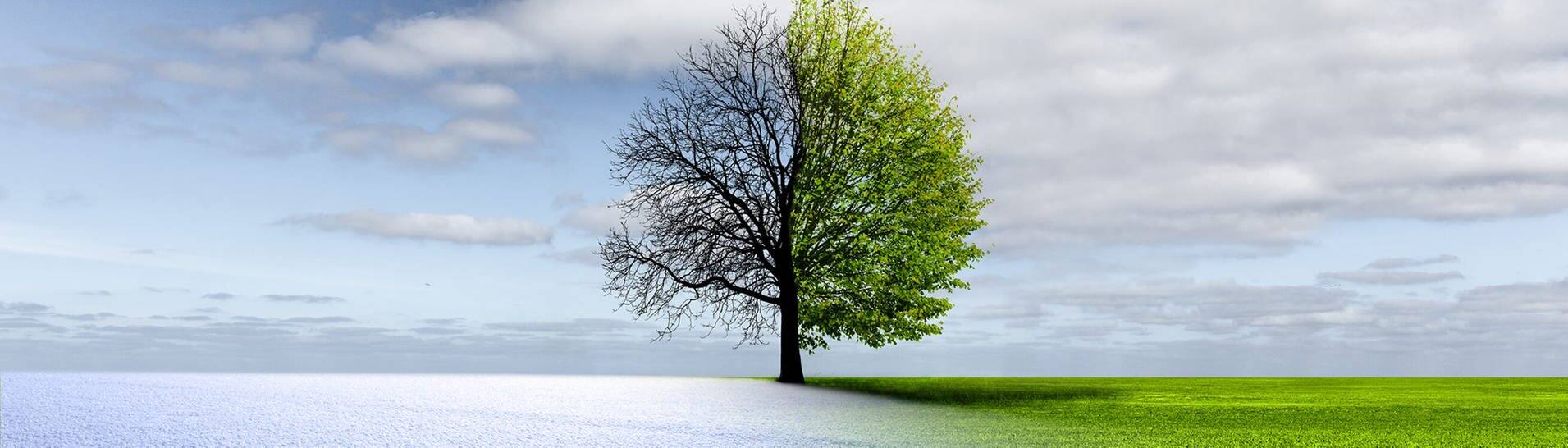 Baum im Winter und Sommer (Foto: AdobeStock_188091561by-studio)