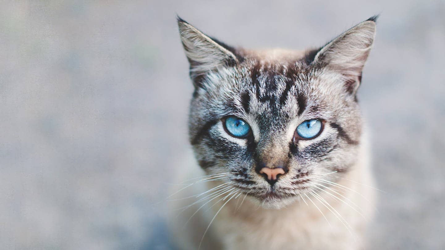 Katze mit blauen Augen (Foto: AdobeStock Melashacat)