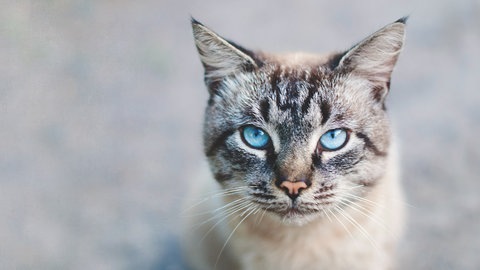 Foto: AdobeStock Melashacat Katze mit blauen Augen (Foto: AdobeStock Melashacat)