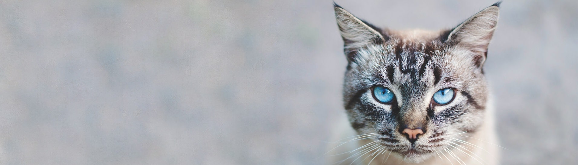Katze mit blauen Augen (Foto: AdobeStock Melashacat)
