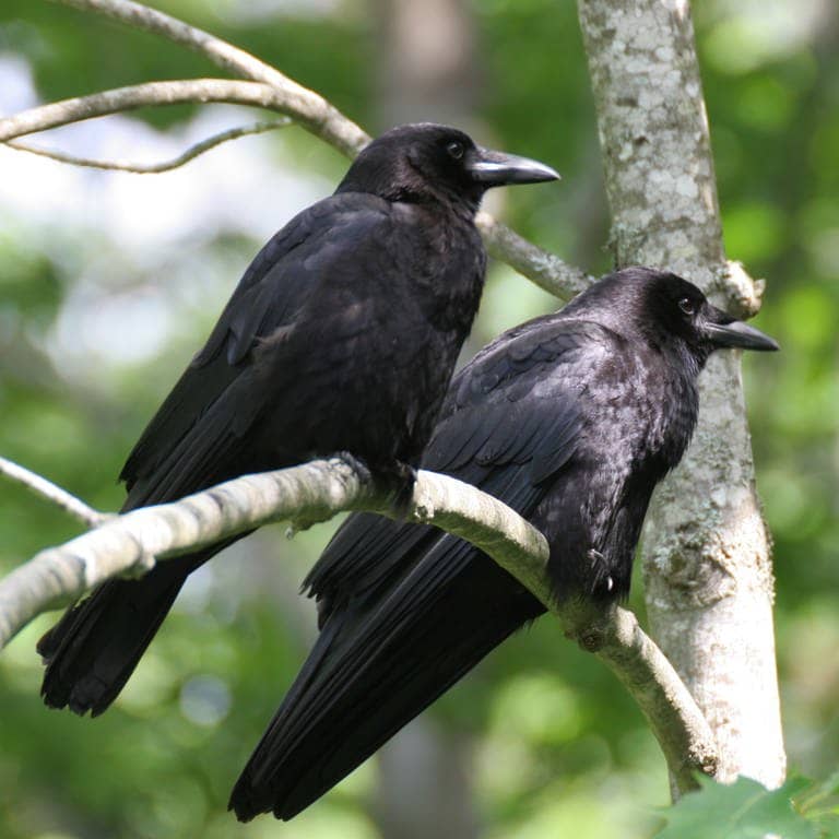 Zwei Rabenvögel sitzen auf einem Ast (Foto: Adobe Stock / Trevor Allen)