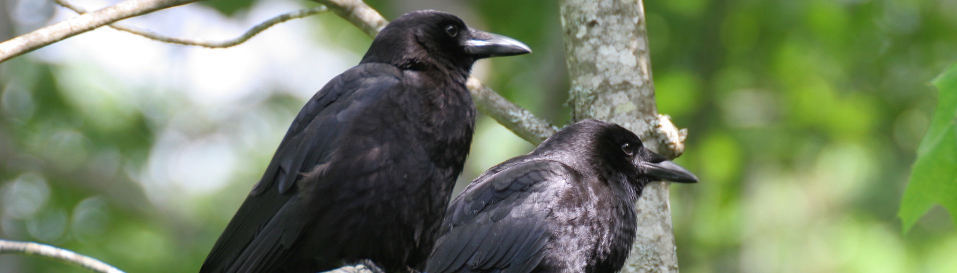 Zwei Rabenvögel sitzen auf einem Ast (Foto: Adobe Stock / Trevor Allen)
