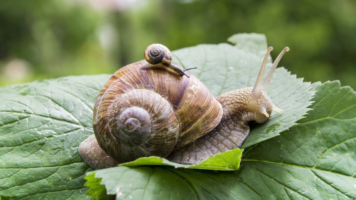 Große Schnecke auf einem Blatt mit kleiner Schnecke auf ihrem Haus (Foto: Adobe Stock / Volha)