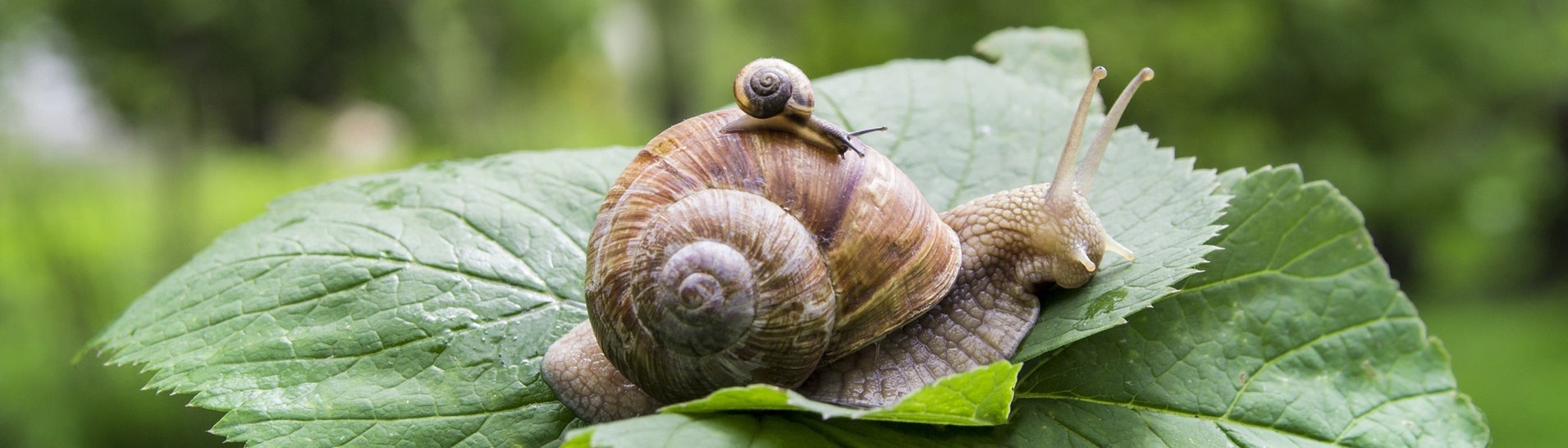 Große Schnecke auf einem Blatt mit kleiner Schnecke auf ihrem Haus (Foto: Adobe Stock / Volha)