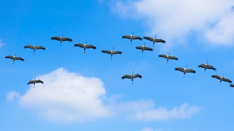 Kraniche im Formationsflug am blauen Himmel (Foto: Adobe Stock/winyu)