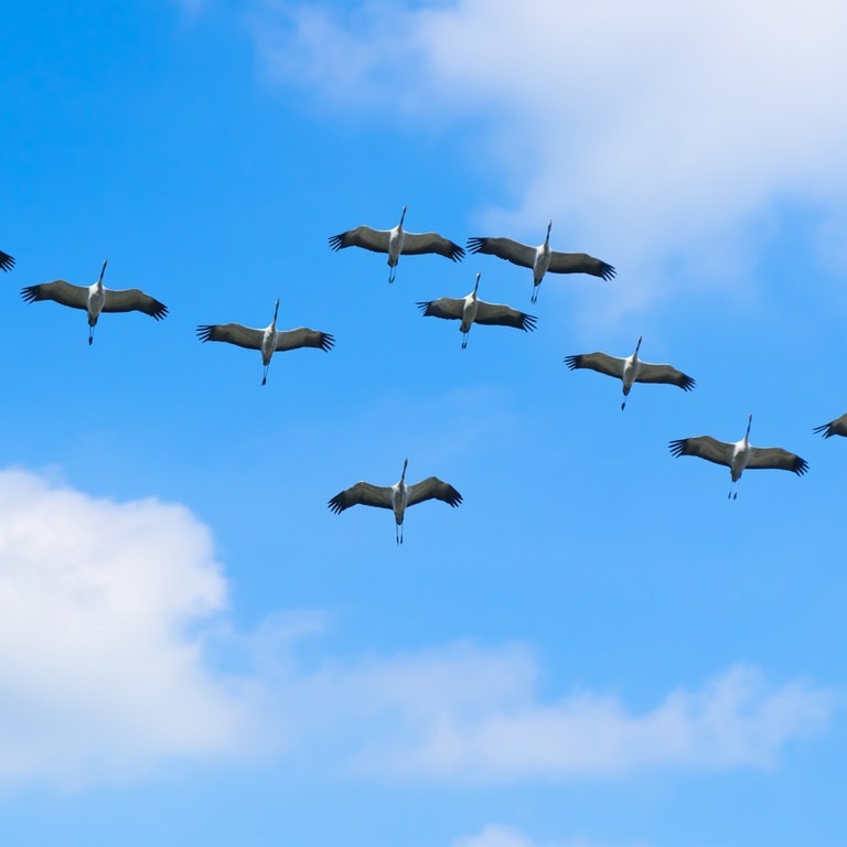 Kraniche im Formationsflug am blauen Himmel (Foto: Adobe Stock/winyu)