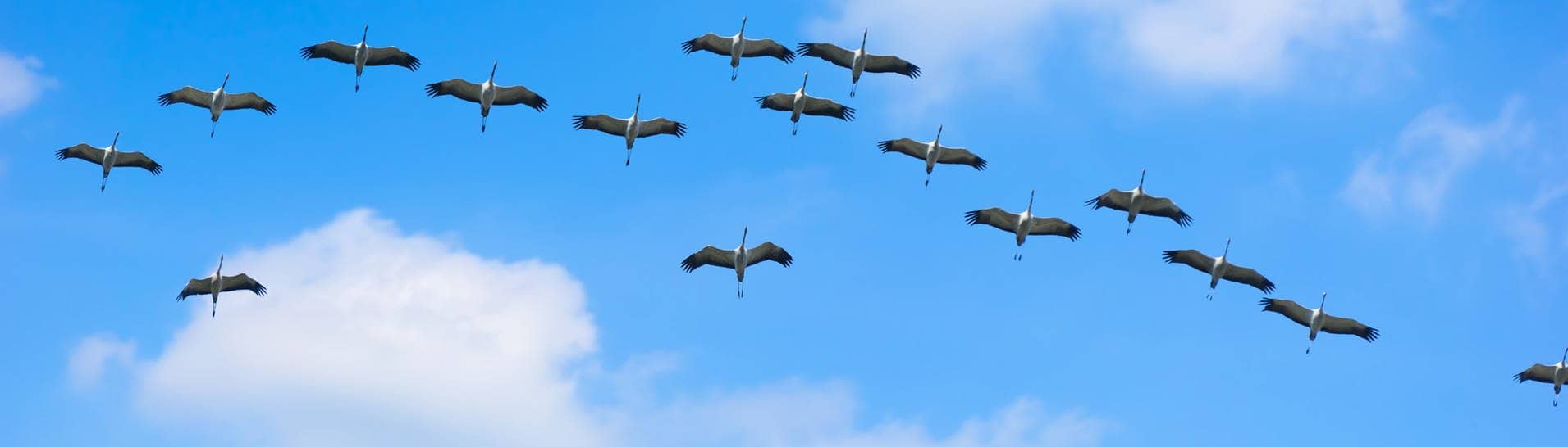 Kraniche im Formationsflug am blauen Himmel (Foto: Adobe Stock/winyu)