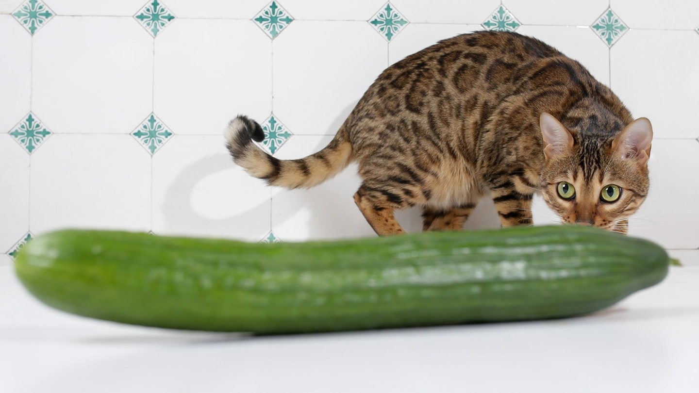 Katze, die an einer Gurke schnuppert  (Foto: dpa Bildfunk, Picture Alliance)