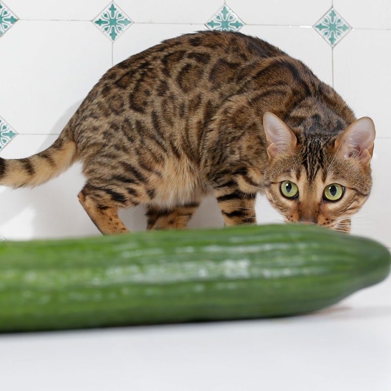 Katze, die an einer Gurke schnuppert  (Foto: dpa Bildfunk, Picture Alliance)