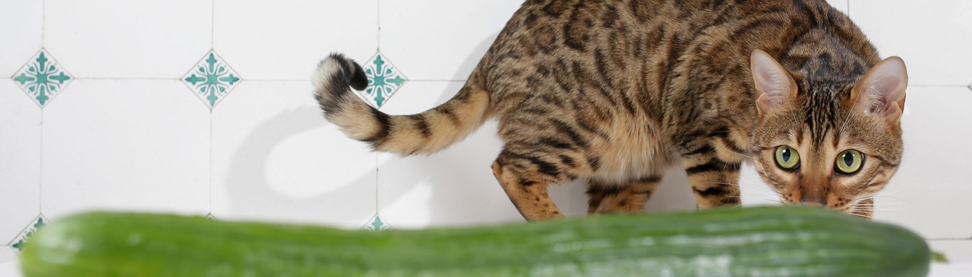 Katze, die an einer Gurke schnuppert  (Foto: dpa Bildfunk, Picture Alliance)