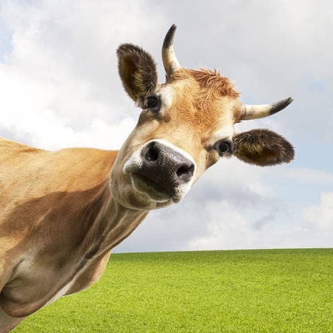 Kuh steht auf Weide und schaut suess  (Foto: AdobeStock / by studio )