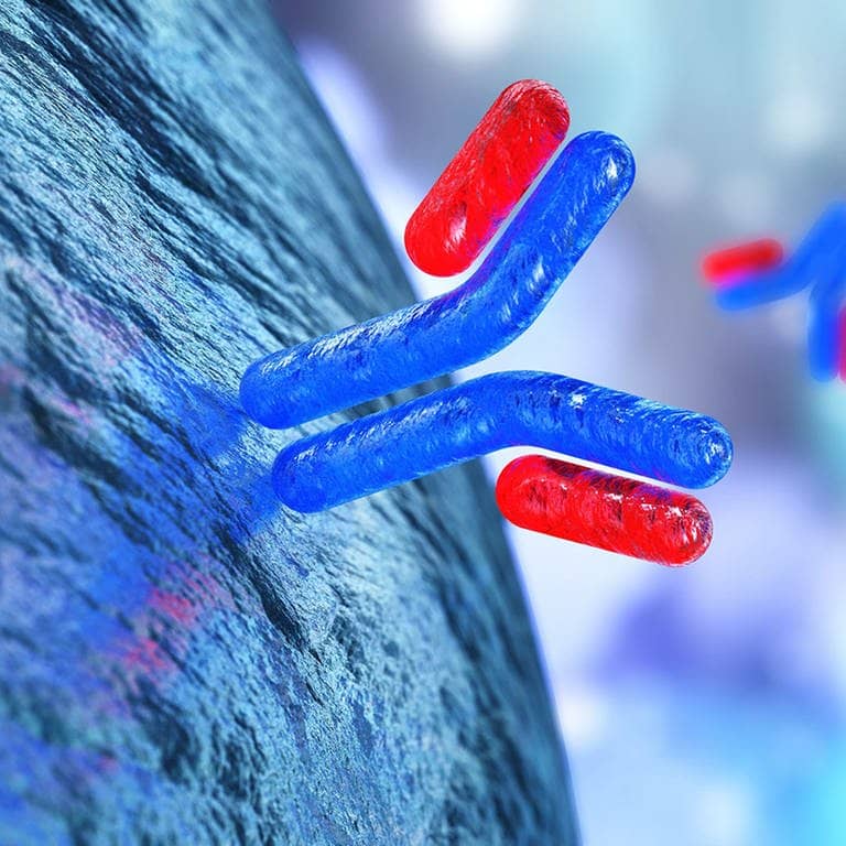 Antikörper in grafischer Darstellung  (Foto: Adobe Stock / ustas)