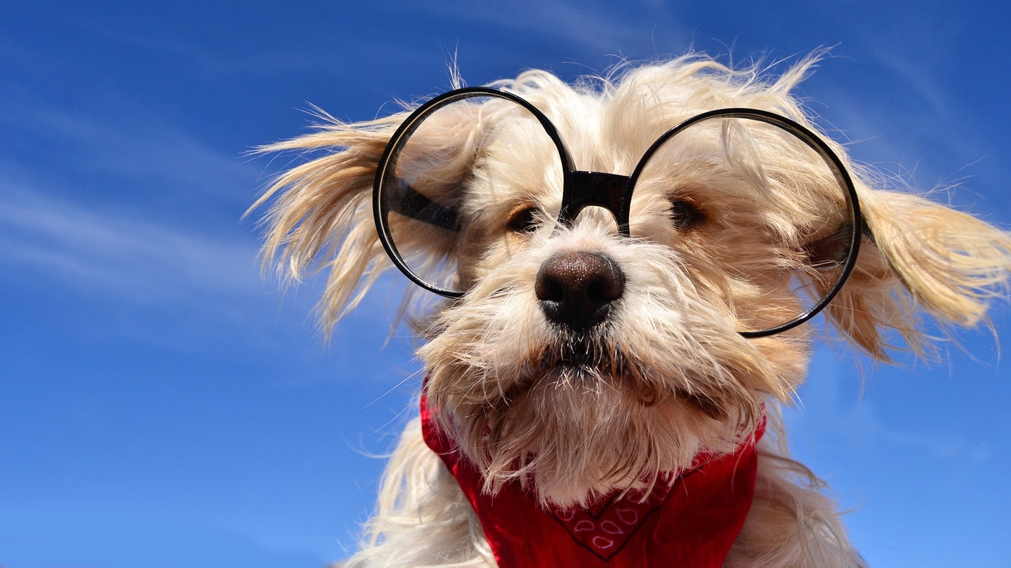 Hund mit Brille (Foto: Adobe Stock / Natallia Vintsik)