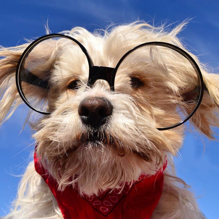 Hund mit Brille (Foto: Adobe Stock / Natallia Vintsik)
