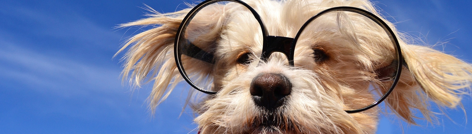 Hund mit Brille (Foto: Adobe Stock / Natallia Vintsik)