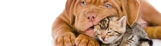 Hundewelpen mit Katzenjunges 