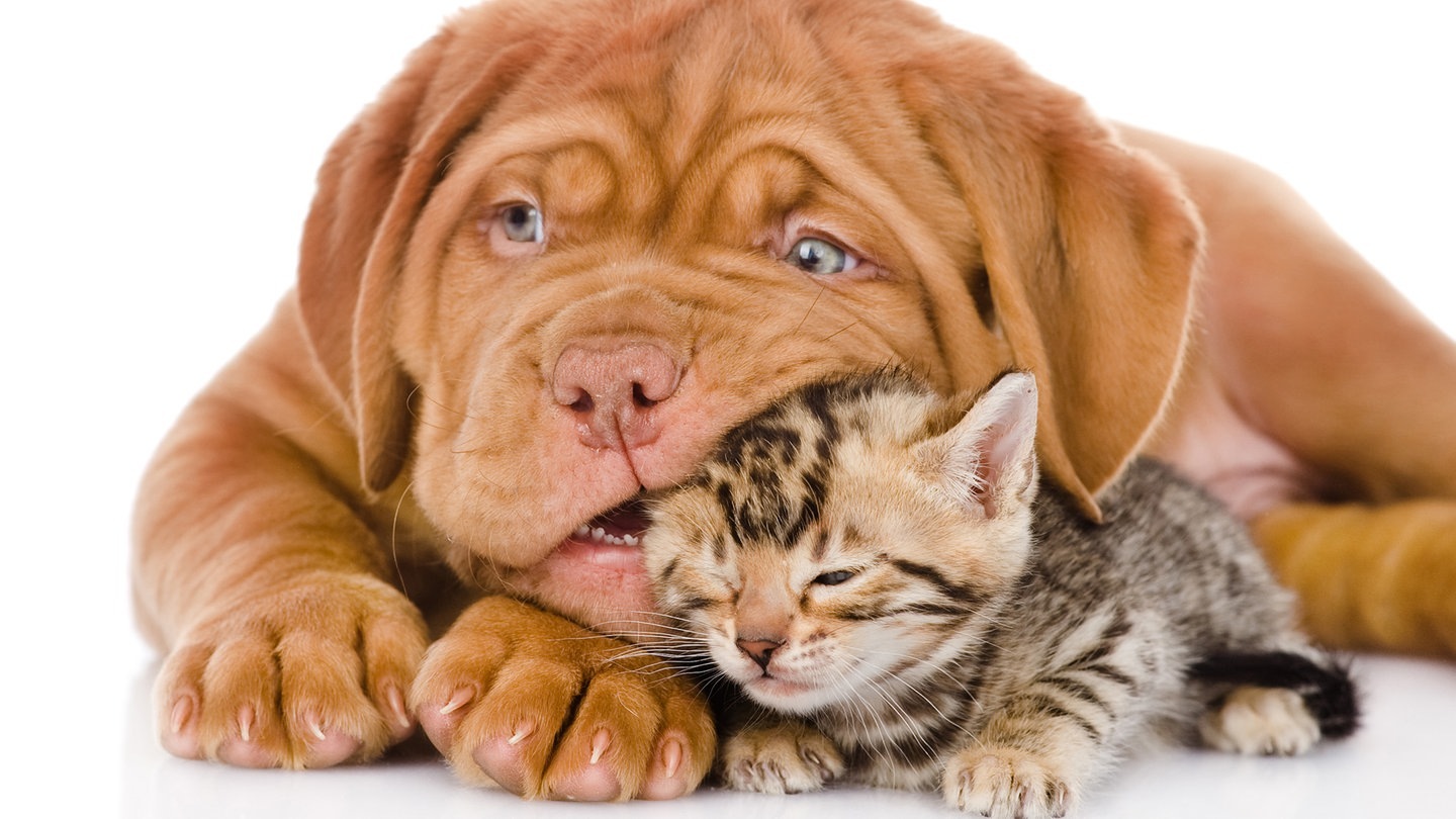 Hundewelpen mit Katzenjunges  (Foto: Adobe Stock / Ermolaev Alexandr)