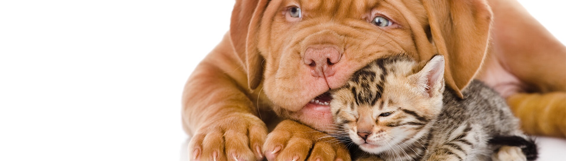 Hundewelpen mit Katzenjunges  (Foto: Adobe Stock / Ermolaev Alexandr)