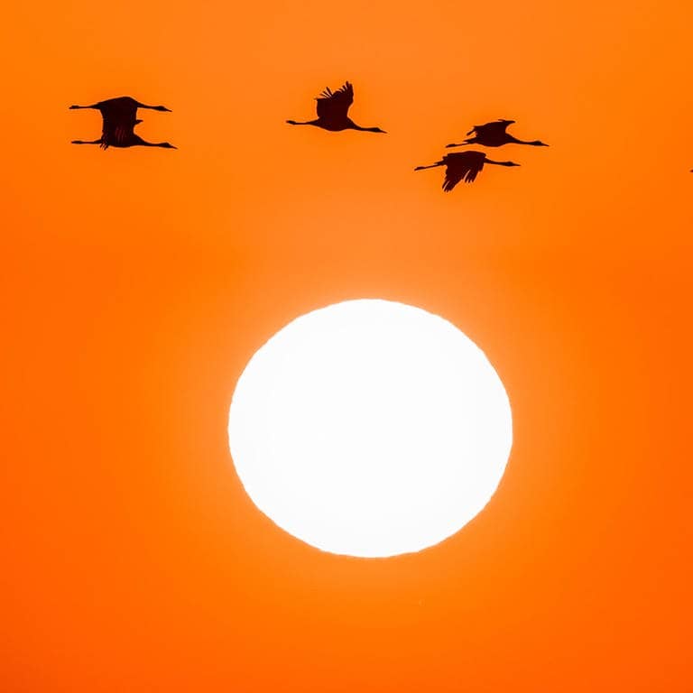 Kraniche fliegen vor der Sonne (Foto: AdobeStock - haiderose)