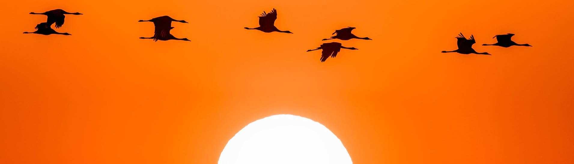 Kraniche fliegen vor der Sonne (Foto: AdobeStock - haiderose)