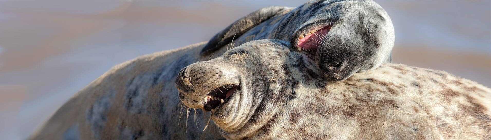 Zwei schmusende Robben scheinen zu lachen (Foto: Adobe Stock / Ian Dyball)