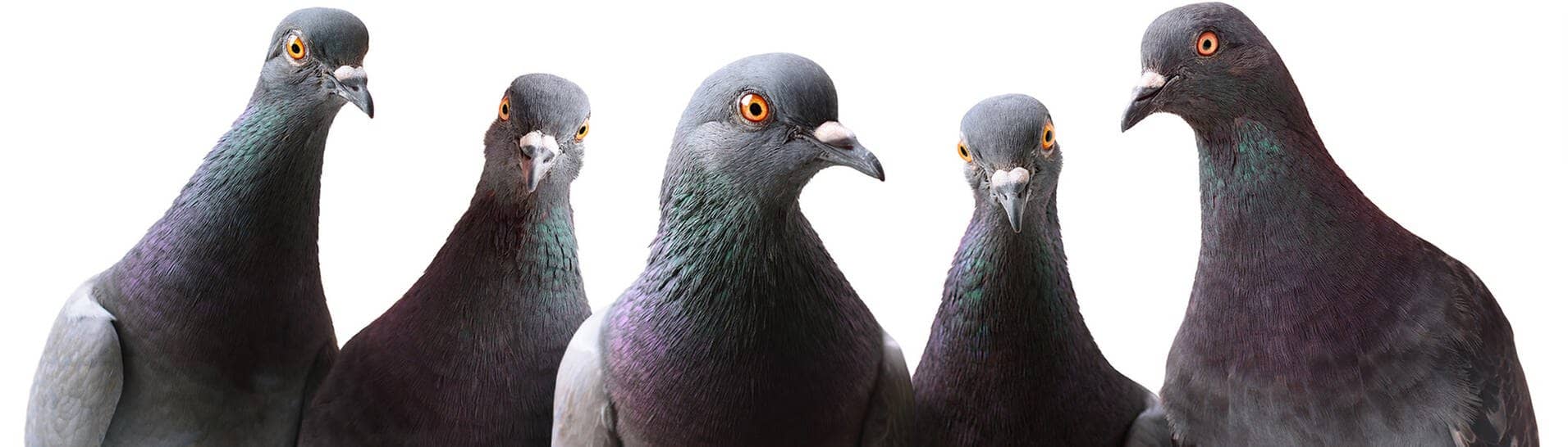 Fünf Tauben (Foto: Fotolia © gallinago_media)