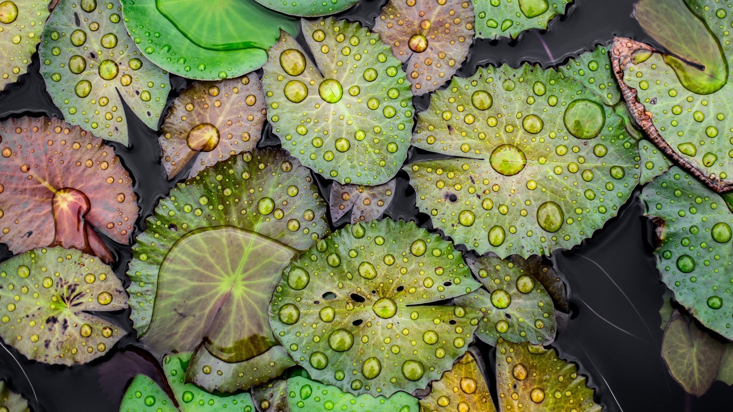 Wassertropfen auf Lotos-Blättern (Foto: Adobe Stock/Chalongrat)