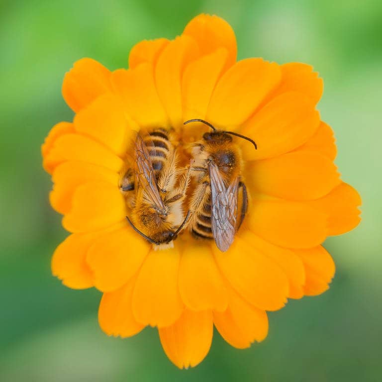 Bienen ruhen auf einer Ringelblume (Foto: Adobe Stock/Kodec)