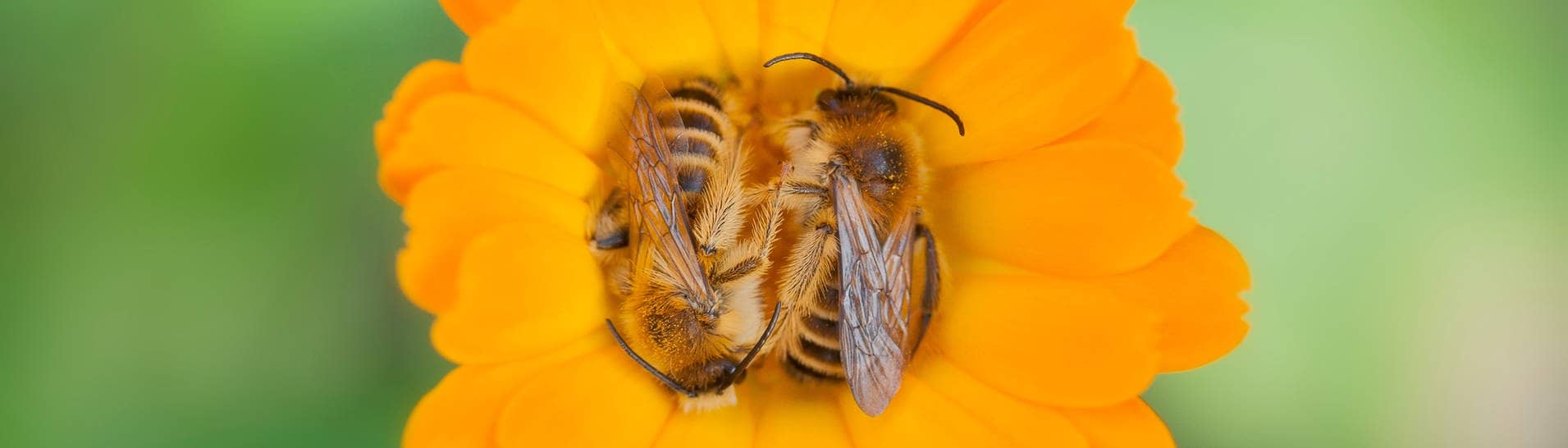 Bienen ruhen auf einer Ringelblume (Foto: Adobe Stock/Kodec)