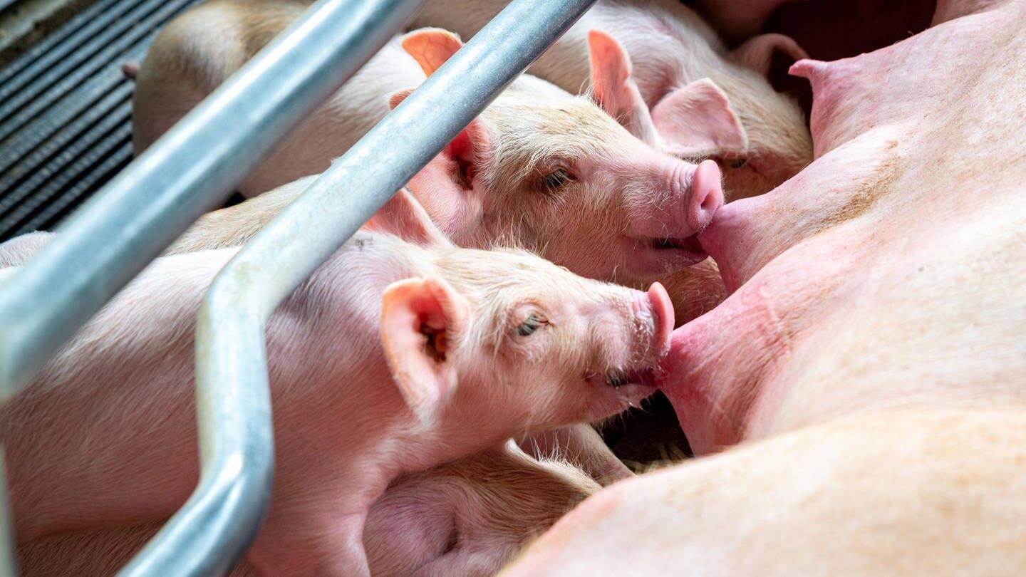 Ferkel trinken Milch bei ihrer Schweinemutter  (Foto: Adobe Stock/Songkhla Studio)