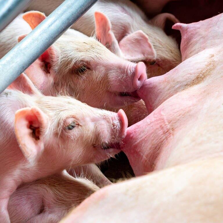Ferkel trinken Milch bei ihrer Schweinemutter  (Foto: Adobe Stock/Songkhla Studio)