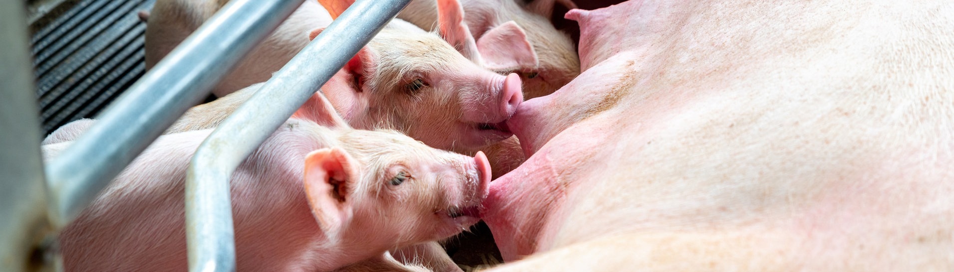 Ferkel trinken Milch bei ihrer Schweinemutter  (Foto: Adobe Stock/Songkhla Studio)