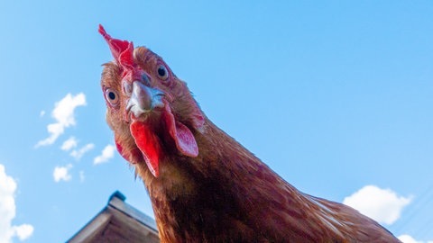 Huhn schaut von oben in die Kamera (Foto: Adobe Stock, luchschenF)